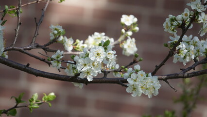 blooming tree