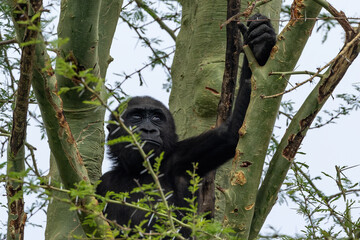 Closeup of young Western Lowland Gorilla (Gorilla gorilla gorilla) climbing tree.
