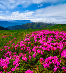 summer blooming pink rhododendrons flowers on background mountains, floral summer landscape, Carpathians, Ukraine, Chornohora (Chornogora) range near  Vorohta  resort,  Europe