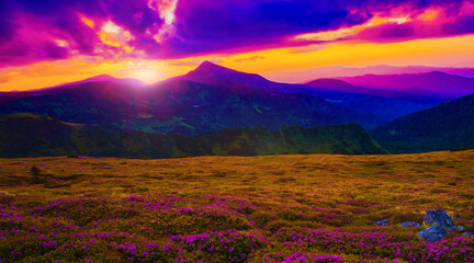 summer blooming pink rhododendrons flowers on background mountains, floral summer landscape, Carpathians, Ukraine, Chornohora (Chornogora) range near  Vorohta  resort,  Europe