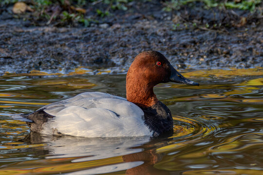 common pochard duck in the water