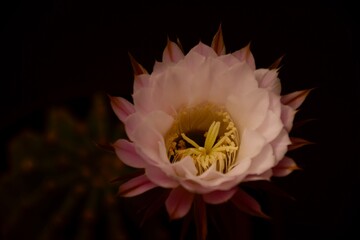 Echinopsis in Blüte