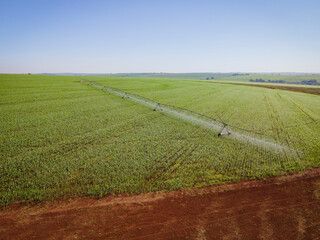 Obraz premium Plantação de milho com pivô de irrigação funcionando