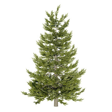 Picea abies tree, the Norway spruce or European spruce, is a species of spruce native to Northern, Central and Eastern Europe. Isolated for composition. Nature, climate change.