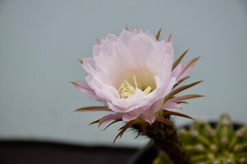 Echinopsis in Blüte