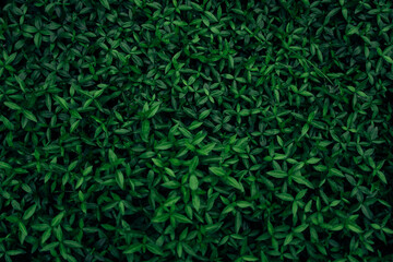 green leaves abstract background