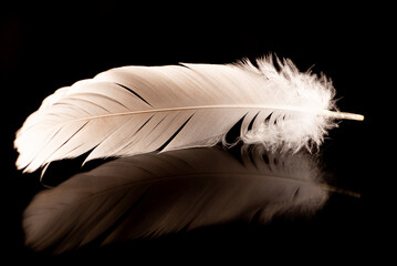White feather on dark reflective background, selective focus.