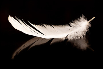 White feather on dark reflective background, selective focus.