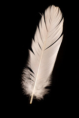White feather on dark reflective background, selective focus.