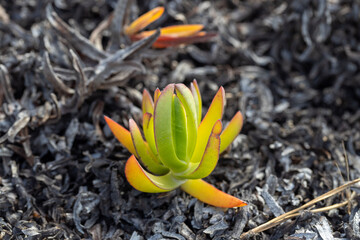 A succulent plant surrounded by ash and burnt plants in Portugal after a wave of fires