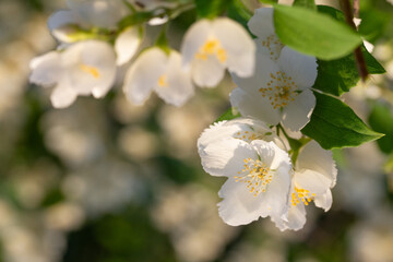 jasmine flowers close up in sunlight