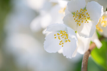 jasmine flowers close up in sunlight