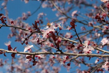 cherry blossom