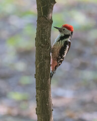 A Middle Spotted Woodpecker is Standing in a Tree In Search for Its Daily Food