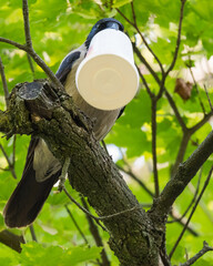 A Crow is Standing on a Branch Holding a Huge Plastic Cup in Its Beak