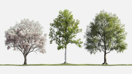 Fototapeta premium Different species of trees detailed photorealistic spring, turnaround page white background --ar 16:9 Job ID: b681a355-b122-4d86-b105-0af42d91ec27
