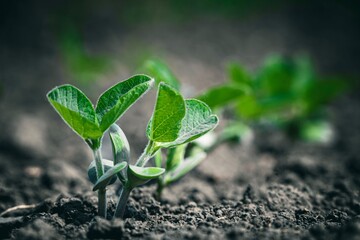 young soybean plants growing on the field