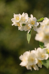 jasmine flowers close up in sunlight