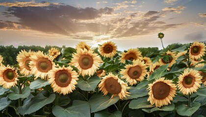 beautiful yellow sunflowers blowing in wind in summer flower or flora background - Powered by Adobe