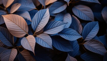 blue plant leaves in the nature in fall season blue background