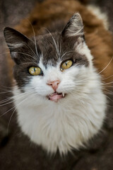 Obraz premium Katze