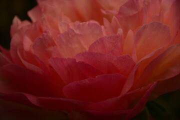Pfingstrosenblüte