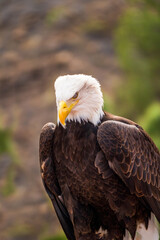 A portrait of a closed eye bald eagle
