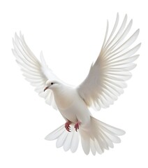 A white dove with its wings spread against a white background
