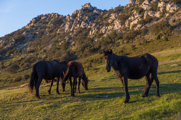 Losinos Horses, a breed of wild horse that has grazed since prehistoric times in the north of Burgos, Spain.