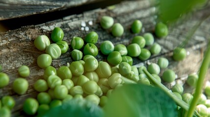   Green peas atop wooden plank near green plant on adjacent wooden plank