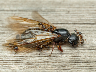 P5110047 pavement ants, Tetramorium immigrans, dismembering dead queen carpenter ant, Camponotus modoc, cECP 2024