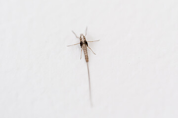 Exuvia de una éfemera sostenida en el dedo de una mano muda de piel de este insecto, metamorfosis, del tamaño de un mosquito