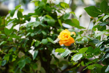 Une rose Jaune d'un jardin