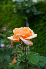 Une rose orange et son bourgeon