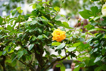 Rose jaune au milieu d'un jardin
