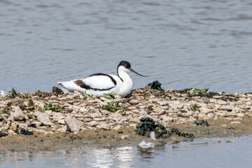 Pied avocet on a rocky island