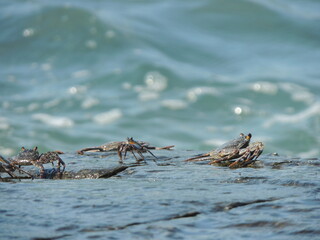Cangrejos. 