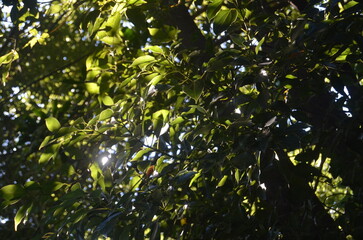 Morning sunlight shining through leaves