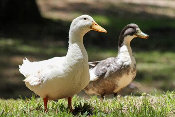 goose on the grass