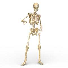 骸骨　3DCGレンダリング