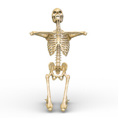 骸骨　3DCGレンダリング