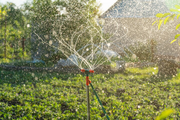 A garden sprinkler waters fruits and vegetables in the garden at sunset. Garden watering system with rotating sprinkler
