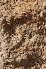 Fossil corals of the Red Sea. Ancient creatures, turned into stone. Reef corals.