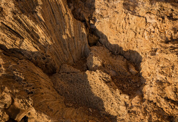 Fossil corals of the Red Sea. Ancient creatures, turned into stone. Reef corals.
