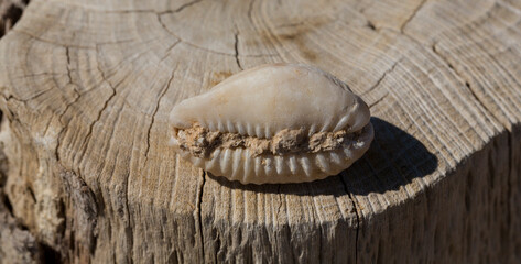 An extinct fossil shell of cypraea cowrie. Mauritia mauritiana, (humpback, chocolate, mourning...