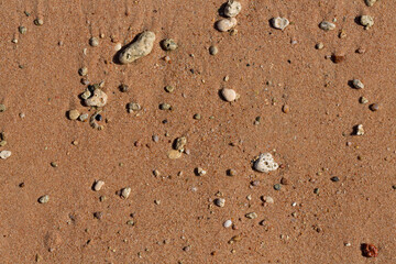 The coastline of the Red Sea. Sand, pebbles, corals, fossils. Background with a marine theme.