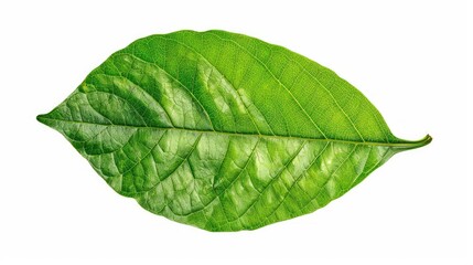 Obraz premium Isolated green leaf on a white background