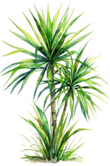 Ponytail Palm Leaf, Watercolor tropical Border, watercolor illustration,