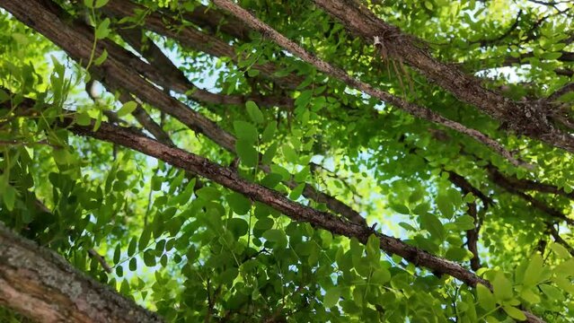 View of the locust crown. Black locust canopy in spring