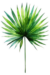 Fototapeta premium Hyophorbe Palm Leaf, Bottle Palm, Watercolor tropical Border, watercolor illustration,